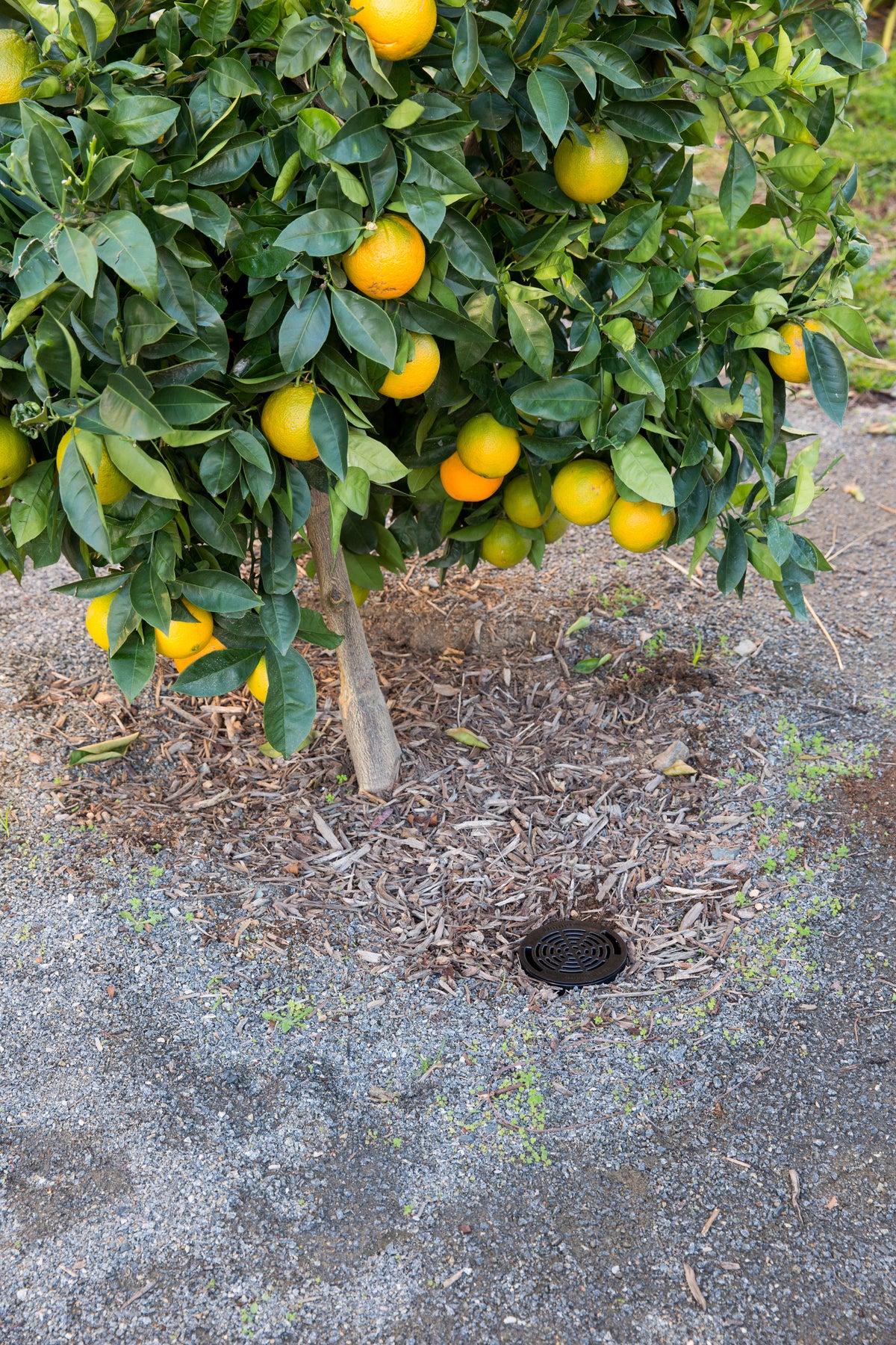 Hunter Root Zone Watering System 25 Cm Root Zone Watering System, 1.9 L/Min